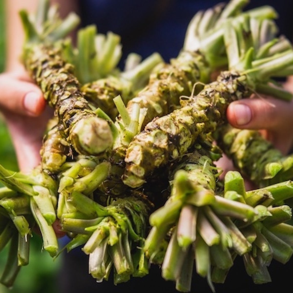 Wasabi Root